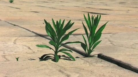 TWO GREENS Stock Footage 742894