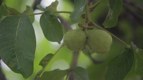 Two greez nuts close up Vídeos de archivo 107128158