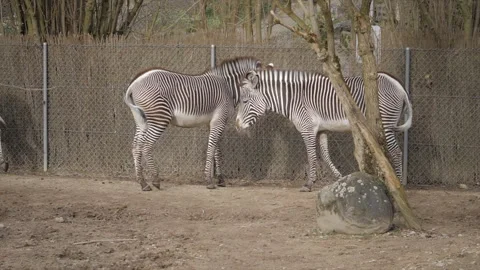 Two Grevy's Zebras Walking Along a Path in a Naturalistic Zoo Enclosure Stock Footage 324838056
