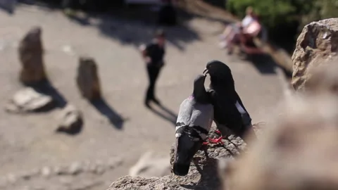Two grey, city doves fighting on rock Stock Footage 143346259