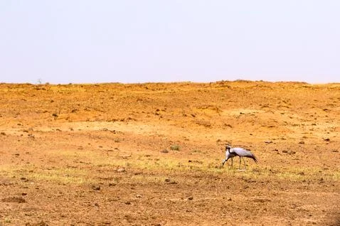 Two grey cranes in a field looking for food in the steppe Fotos Stock