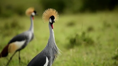 Two Grey crowned Cranes in the Grass of  Kenya Safari, Africa Vídeos de archivo 122713686