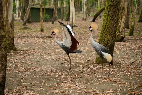 Two grey crowned cranes on leaf-strewn ground. One graceful bird dances in front Stock Photos