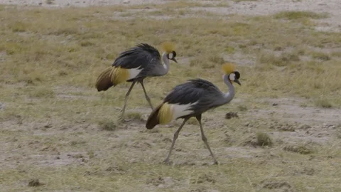 Two Grey Crowned Cranes walking together Stock Footage 112515019