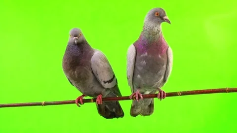 Two grey doves  is isolated on the green screen Stock Footage 80369447
