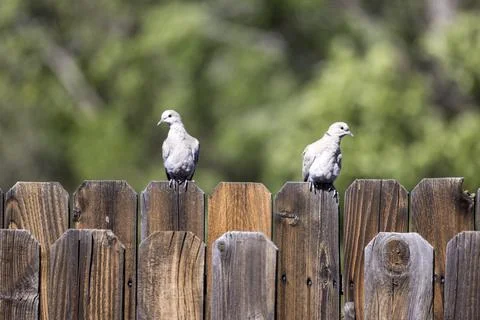 Two grey doves sit like bookends on a fence top and watch the yard Stock Photos
