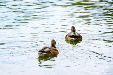 Two grey ducks swimming down the river, back view. Stock Photos