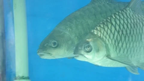 Two Grey Fish Background Stock Footage