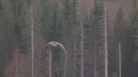 Two grey geese flying above a forest in Sweden, slow motion wide shot Vídeos de archivo 154367584