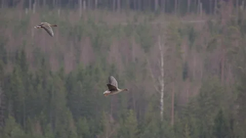 Two grey geese flying above a forest in Sweden, slow motion scenic shot Vídeos de archivo 154367690