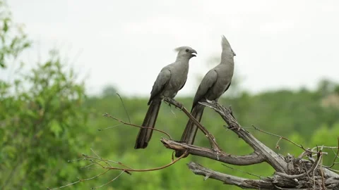 Two grey go away bird sitting on a dead branch before one flies away, Kruger. Stock Footage 336002746