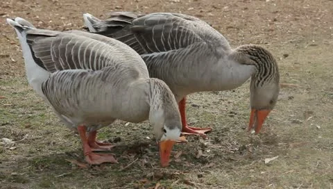 Two grey goose eating closeup Stock-Footage 11019638