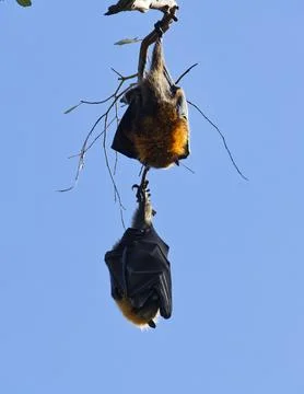 Two Grey-headed flying fox fruit bats hanging from a branch Yarra Bend Park.. Stock Photos