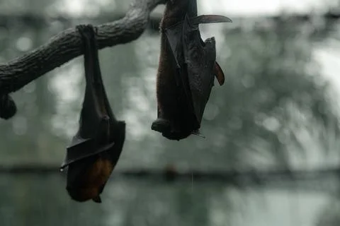 Two grey-headed flying foxes on the tree upside down during the rainy day Stock Photos