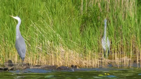 Two grey herons (Ardea cinerea) wading and hunting for fish amongst tall reeds o Video stock 325349766