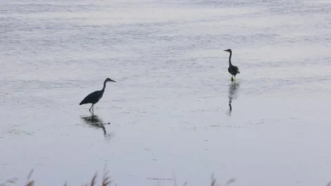 Two grey herons (Ardea cinerea) stalking through the water in search of food, Stock Footage 334894387
