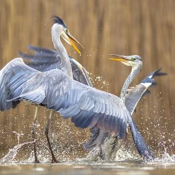 Two Grey herons fighting Stock Photos