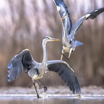 Two Grey herons fighting Stock Photos
