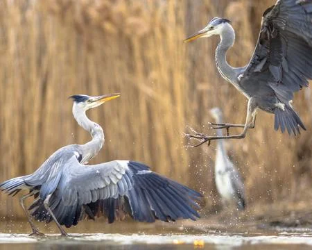 Two Grey herons fighting Foto stock