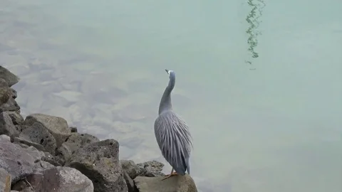 Two grey herons on rocks looking for food Stock Footage 77701089