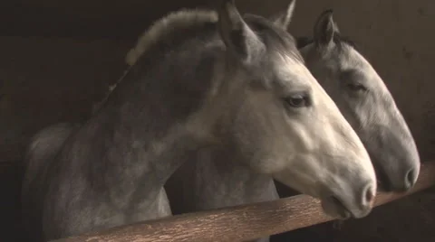 Two Grey Horse Stock Footage 43796765