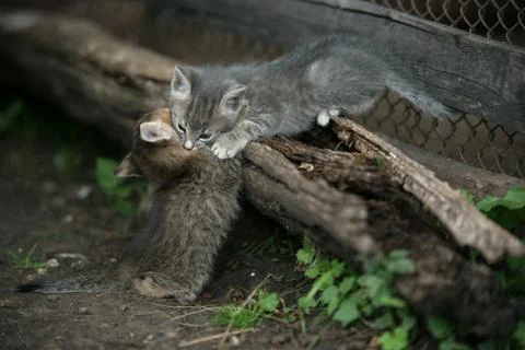 Two grey kitten with spots playing on a wooden log Stock Photos