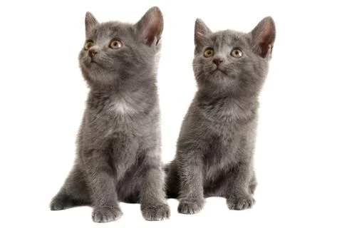 Two grey kittens on white background Stock Photos