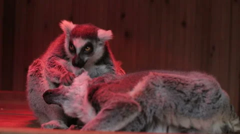 Two grey lemurs sitting close up Stock Footage 64122730