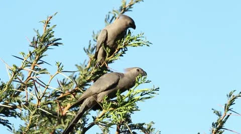 Two of grey loeries Stock Footage 20488271