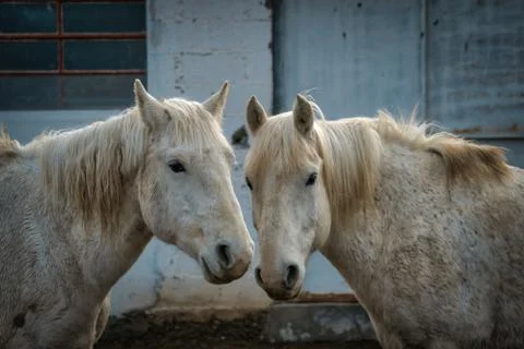 Two grey or white horses in a farmyard Stock Photos