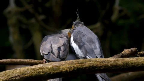 Two grey parrots 스톡 동영상 108928811