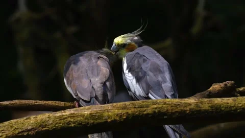 Two grey parrots sitting on a branch Stock Footage 139343057