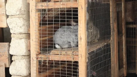 Two grey rabbits in a cage Stock Footage 71952534