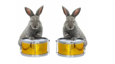 Two grey rabbits playing golden drums on white background. Animated cinemagra 스톡 동영상 331785733
