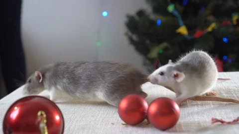 Two grey rats running on a table among Christmas decorations. New Year's decor Stock-Footage 119077334