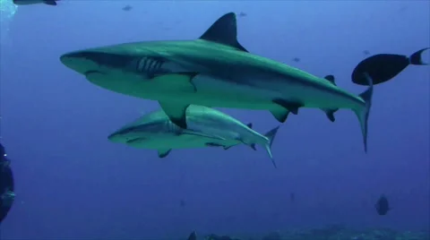 Two Grey Reefshark approach toward camera, under water shot, Red Sea, Sudan Video stock 49038668