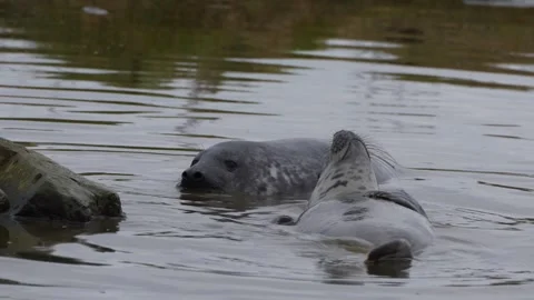 Two grey seal pups playing in a puddle in Orkney in 4k Video stock 292909657