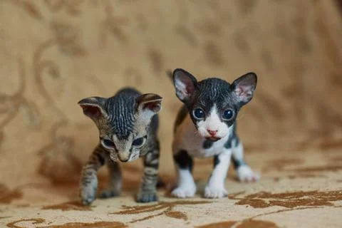 Two grey sphinx kittens go to frame. Stock Photos