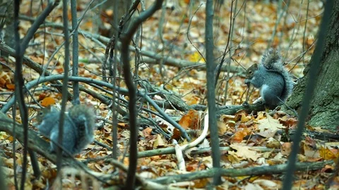 Two Grey Squirrel biting onto pine cone in the forest. Video stock 125715712