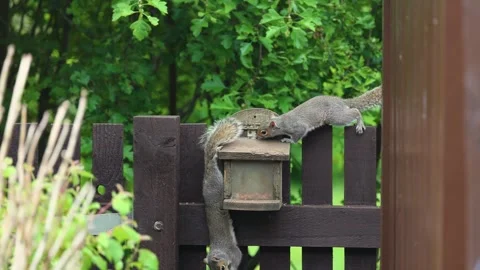 Two grey squirrels play on feeder on fence take nuts to eat in slow motion Stock Footage 310638574