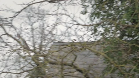 Two Grey Squirrels Running And Jumping Climbing Through Trees Daytime Overcast Stock Footage 300376024