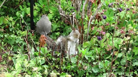 Two grey squirrels (Sciurus caronlinensis) in a garden. Stock Footage 132102707