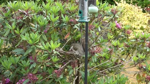 Two grey squirrels (Sciurus caronlinensis) in a garden. Stock Footage 132102763