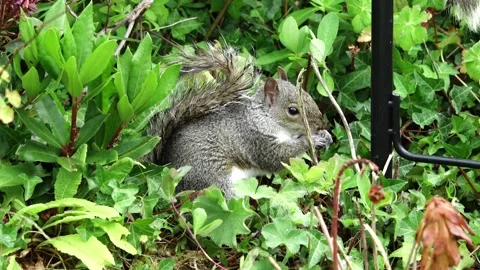 Two grey squirrels (Sciurus caronlinensis) in a garden. Stock Footage 132102886