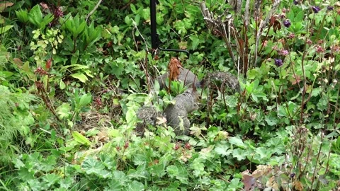 Two grey squirrels (Sciurus caronlinensis) in a garden. Stock Footage 132102986