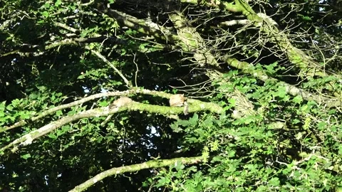Two grey squirrels (Sciurus caronlinensis)   up a tree cleaning themselves Stock Footage 134956722