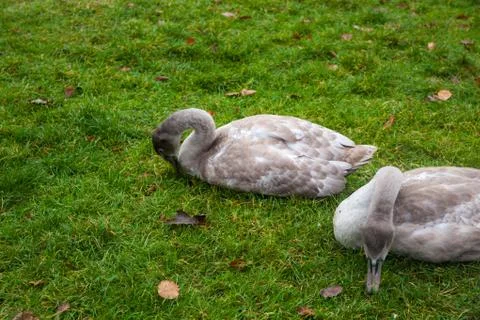 Two grey swans Stock Photos