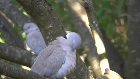 Two grey turtle doves are sitting on a tree branch Stock Footage 148448620