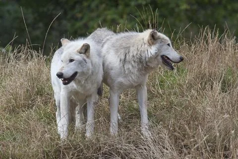 Two Grey Wolves Stock Photos