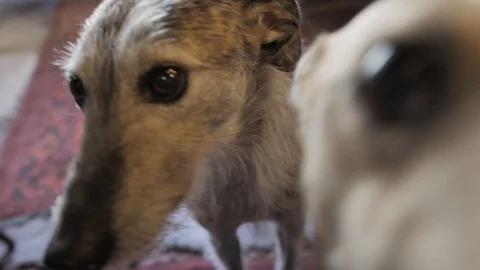 Two Greyhound Dogs Wait for Pub Snacks Vídeo Stock 120249259